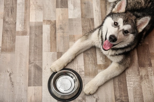 Chú chó Alaska của bạn cần đảm bảo dinh dưỡng đầy đủ