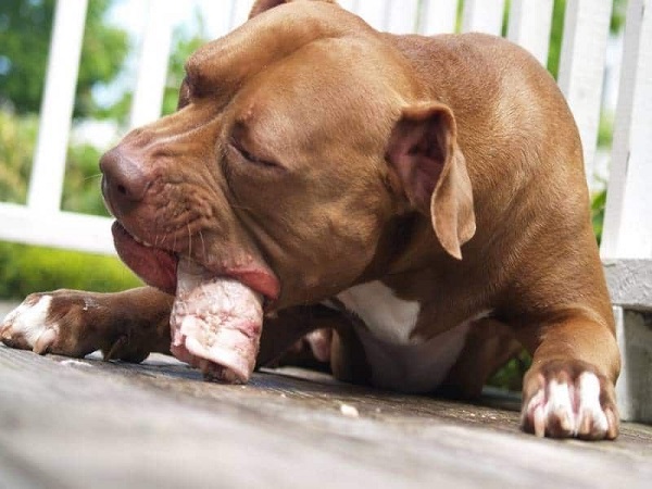 Chó Pitbull có khả năng ăn rất nhiều bữa trong ngày
