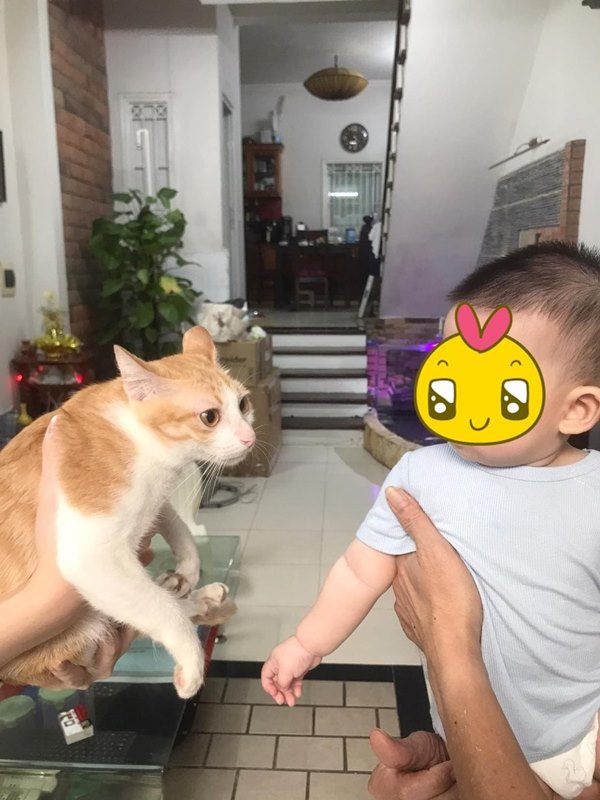 Chú mèo lớn lên cùng với con trai của chủ clip