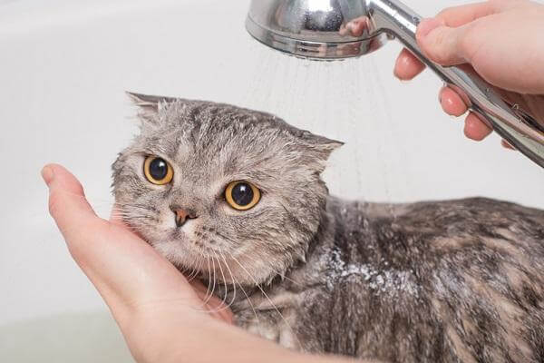 Hãy thường xuyên vệ sinh sạch sẽ cho chú mèo bị nấm của bạn